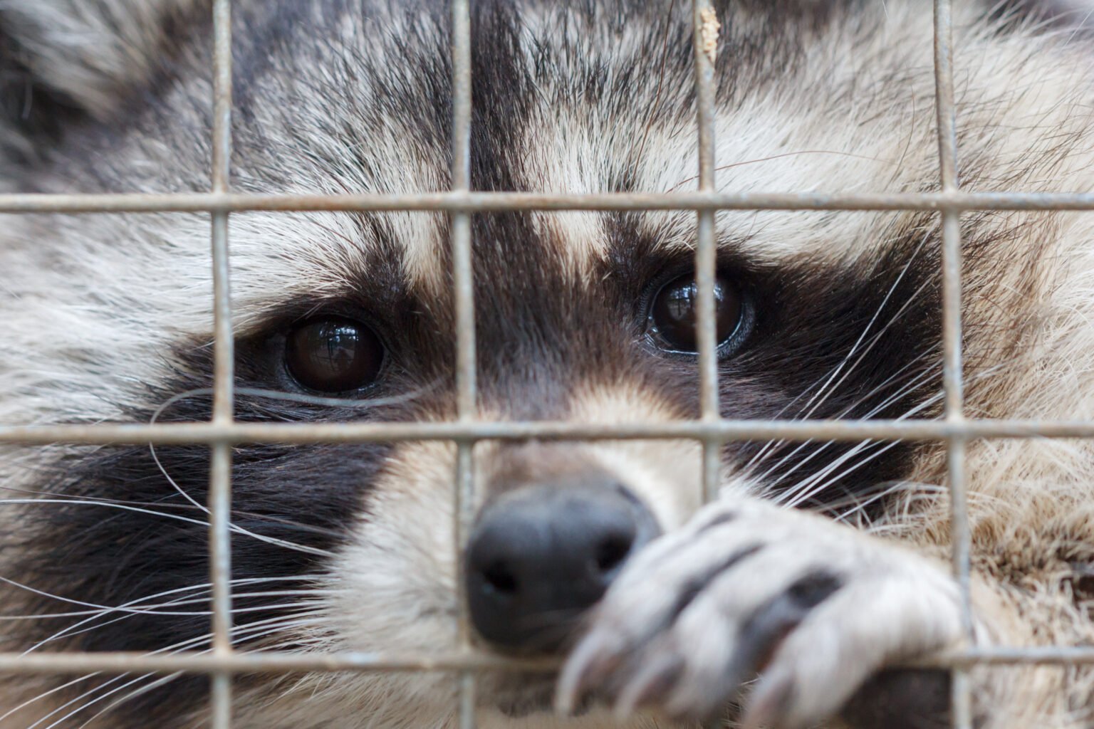 Raccoon in cage