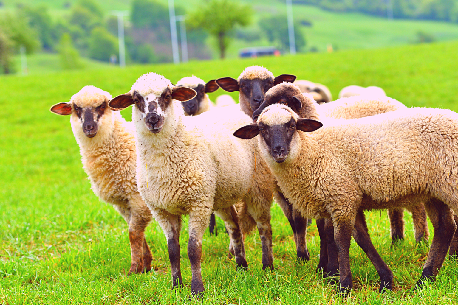 כבשים נגד שעוות