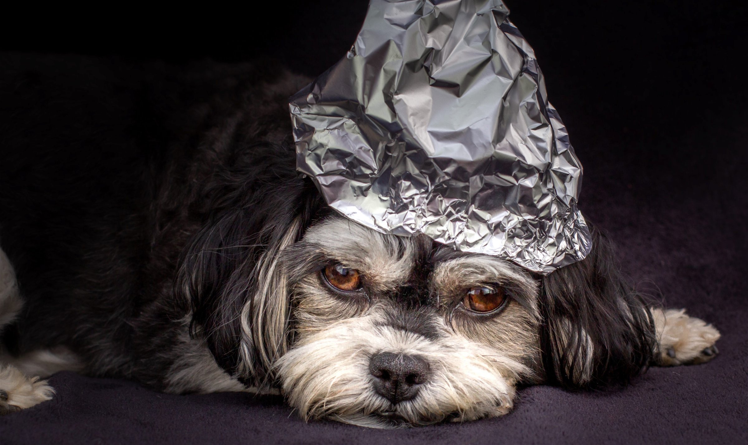chien de chapeau de papier d'aluminium