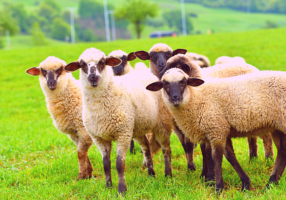 Antivax-πρόβατα