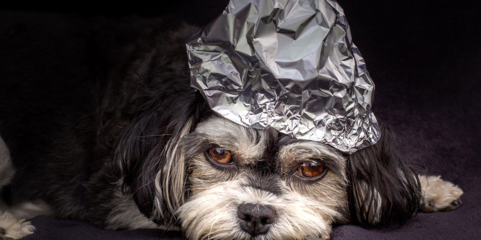 tinfoil hat dog