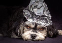 cachorro chapéu de papel alumínio